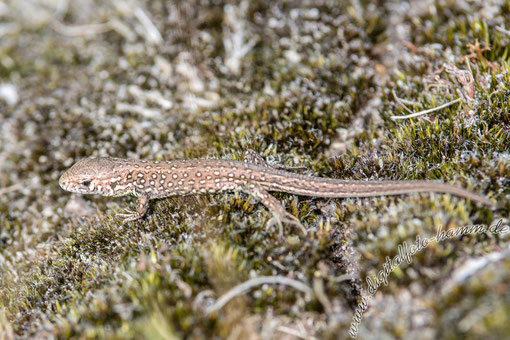 Westruper Heide, Heide, Natur, Landschaft, Echse, Bild, Foto, Fotografie