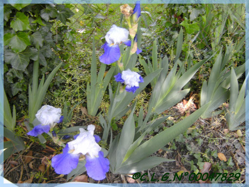 Mes premiers Iris du jardin très parfumés!