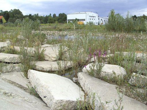 2. die unter Wasser stehenden Schollenfelder in Bonames  (2006)