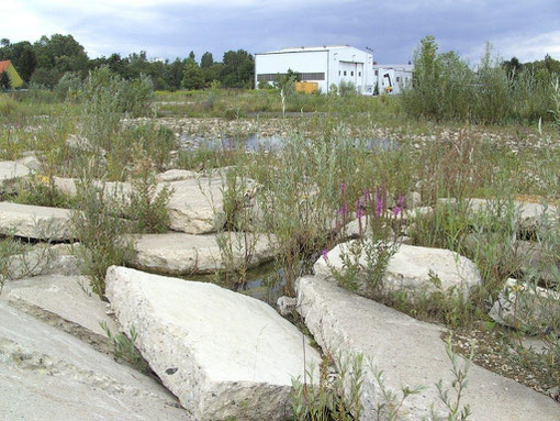 2. die unter Wasser stehenden Schollenfelder in Bonames  (2006)