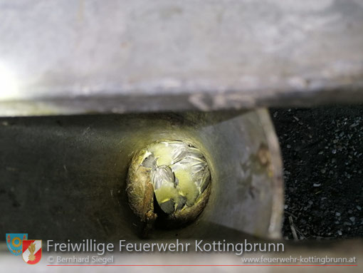 Feuerwehr; Blaulicht; FF Kottingbrunn; Vögel; Vogel; Tisch; Rohr;