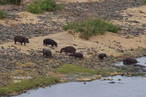 Hippos am Olifants River 