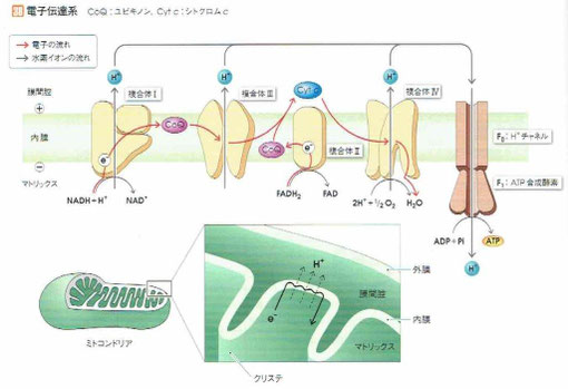 「人体の正常構造と機能」より