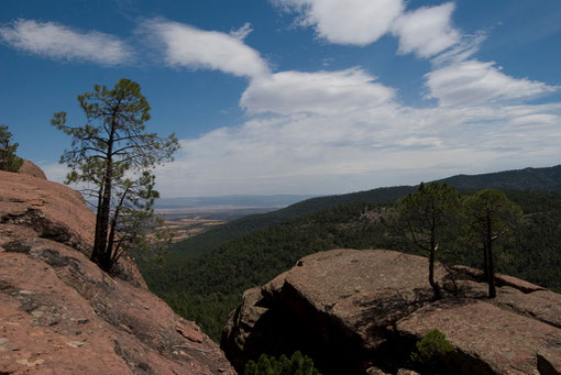 Pinares de Rodeno.© SPV/MB