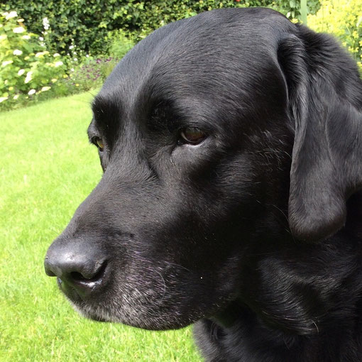 Hereditäre Nasale Parakeratose (HNPK) Labrador Retriever