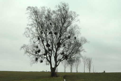 Naturdenkmal "Zeckabaum" oberhalb des Reichenbachtales.