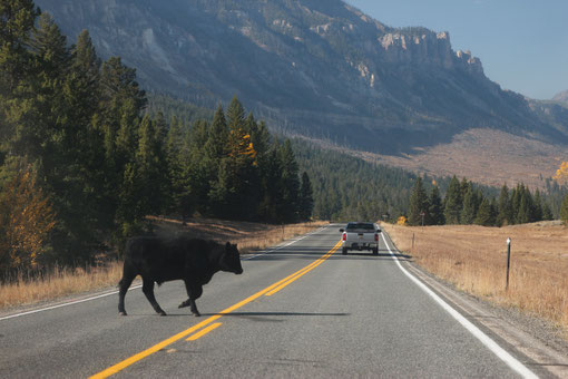 Kühe auf dem Highway, Open Range, Wyoming, USA