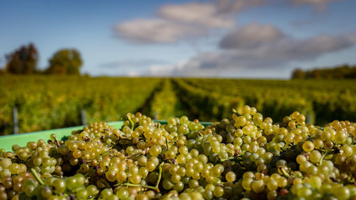 Weinlese im Weinberg (Foto: Weingut Nauerth-Gnägy)