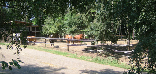 Ponys im Ponygehege unter Bäumen