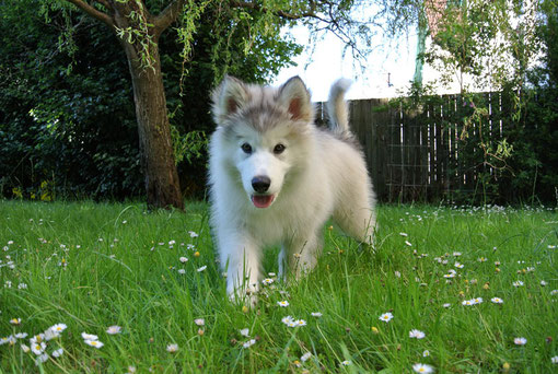 Arwen of Icy Bay