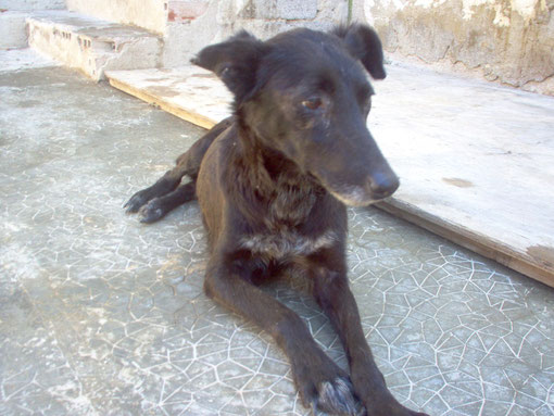 NEGRA, EN ADOPCIÓN URGENTISIMA, 10 AÑOS DE EDAD, TIENE LEISHMANIA Y ARTROSIS, ESTA POBRE PEQUE LO HA PASADO MUY MAL Y MERECE TERMINAR SU VIDA EN EL MEJOR DE LOS HOGARES DONDE PUEDA SEGUIR SU TRATAMIENTO EN LAS MEJORES CONDICIONES, NEGRA ES TAMAÑO PEQUEÑO