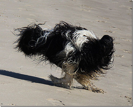 Lieblingsfoto Mai2012/ Spezialzucht der zweibeinige Schapendoes ;-)