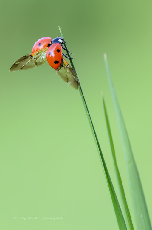 Lap dances of Ladybug