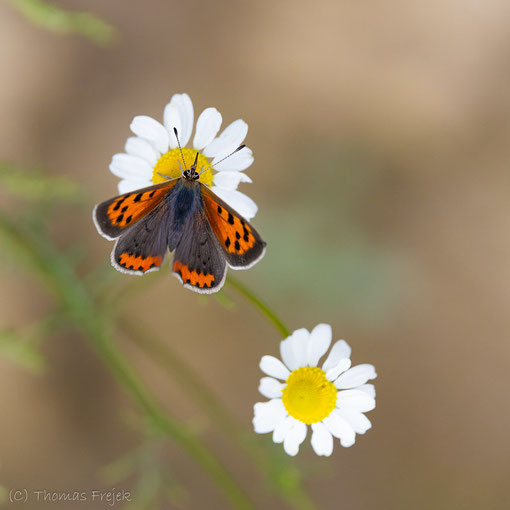 Kleiner Feuerfalter (Lycaena phlaeas) Foto: Thomas Frejek