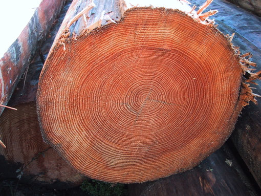 Das Leben in wachsenden Ringen
