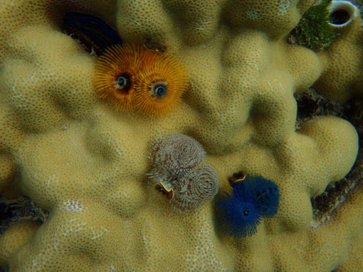 Christmas tree worms, Caqalai, Fiji