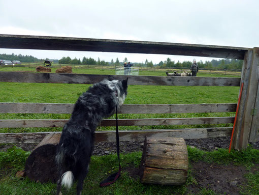 Herding 1.09.2012.Raf Dewinter