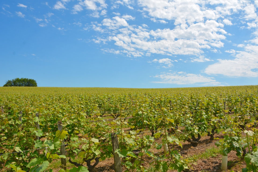 Crédit-photi-Lea-Travels-visite-guidée-vignoble-Vouvray-Vallee-Loire