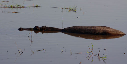 Hippopotame, Chobe River Front