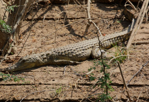 Crocodile à Epupa Camp
