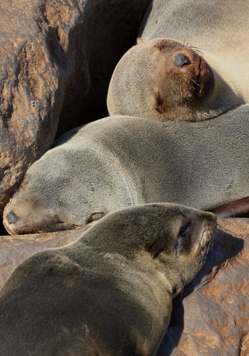 Otaries à Cape Cross