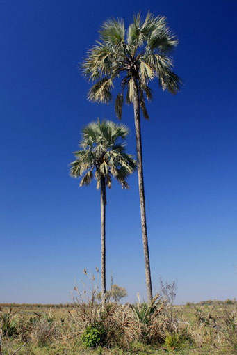 Palmiers Makalani Okavango