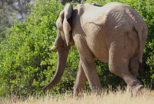 Eléphant du désert, Purros