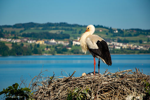 Storchennachwuchs in Sempach 2020-05