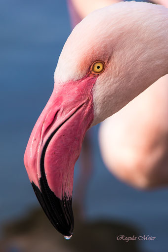 Flamingo 2018-04