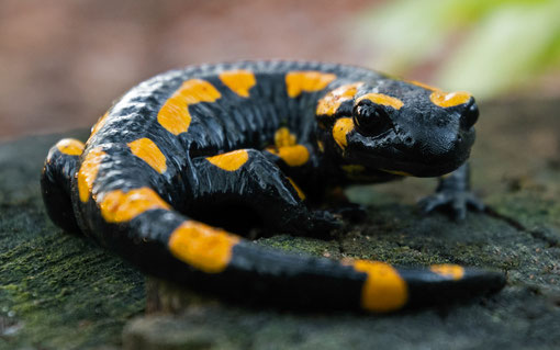 Feuersalamander - Salamandra salamandra (Linnaeus, 1758) [29 mm / f4 / ISO 560 / 1/60 Sek.]