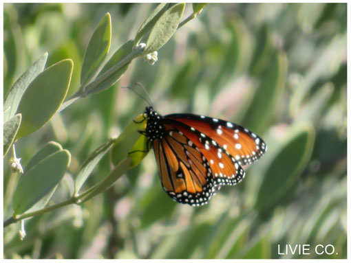 ♡　QUEEN BUTTERFLY & JOJOBA