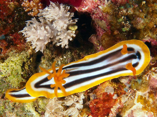 Pyjama Nacktschnecke (Chromodoris quadricolor)