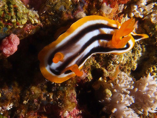Pyjama Nacktschnecke (Chromodoris quadricolor)