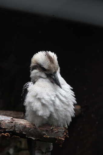 Eisvogel Tristan – Foto: Roser Casasùs