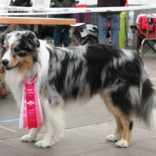 Ergebnis:  V3 sagt der Richter ......bester Hund der Welt sagen wir ;-)!