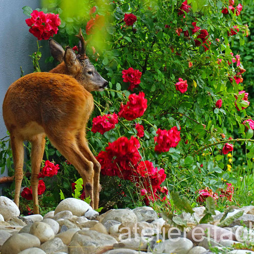 Rehbock beim Rosen naschen, Horw, Luzern, CH
