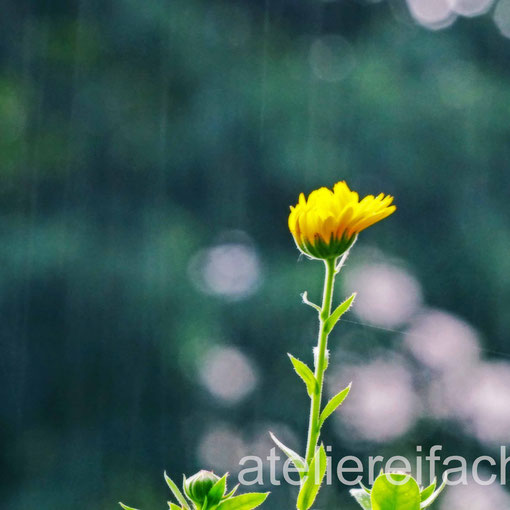 Regen macht schön, Ringelblume im Sommerregen, Horw, Luzern, CH