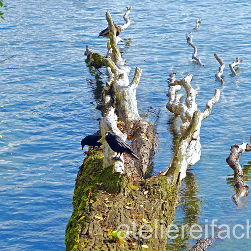 Rabenpaar auf Baumstamm im Wasser, Horw, Luzern, CH