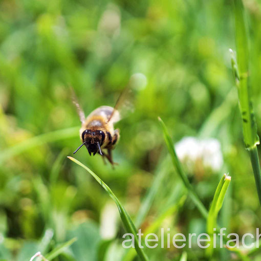«Fleissige Biene» auf der Arbeit, Cham am Zugersee, Zug, CH