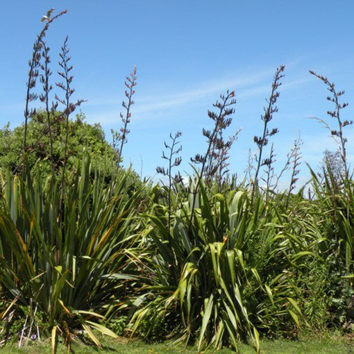 das wichtigste für Maori. Eine Art Lebensbaum