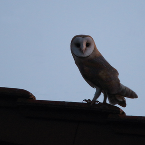 Schleiereulen Altvogel auf dem Scheunendach (Foto: Michael Herzig / ca. 22:00 Uhr)