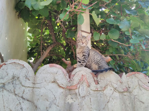 Eine junge Katze sitzt auf einer Steinmauer