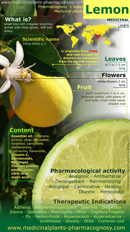 Lemon tree health benefits. Infographic Pharmacognosy