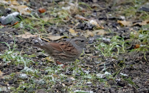 Die Heckenbraunelle macht sich meist im Februar mit ihrem Gesang im Garten bemerkbar. (Foto: Heiner Härtel)