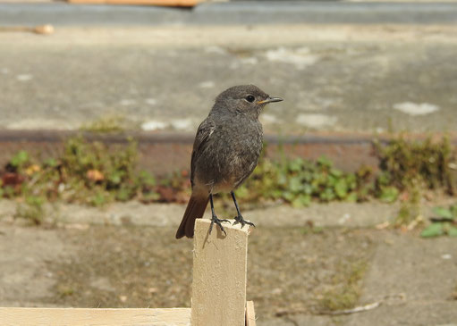 Junger Hausrotschwanz (Foto:H. Härtel)
