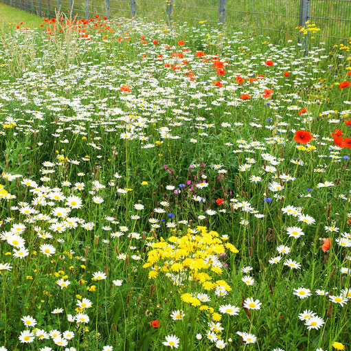 04.06.2019 : Anfang Juni leuchtet die Wiese in allen Farben, besonders vormittags, wenn der Mohn noch blüht ...