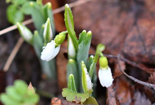 Kleines Schneeglöckchen - Galanthus nivalis (G. Franke, 15.01.2025, Spielberg)