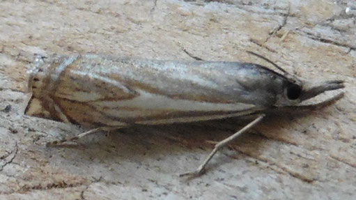 Hain-Graszünsler -  Crambus lathoniella (H. Schuldt)