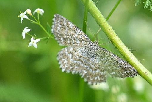 Marmorierter Kleinspanner - Schmetterlinge in unserer Umgebung