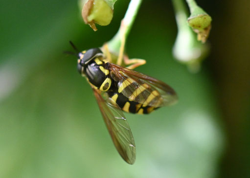 Kahle Wespenschwebfliege - Chrysotoxum intermedium; im Garten bei Karlsbad-Spielberg auf Efeublüten (G. Franke, 21.10.2023)